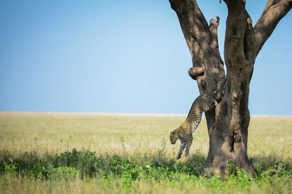 Serengeti bigfive